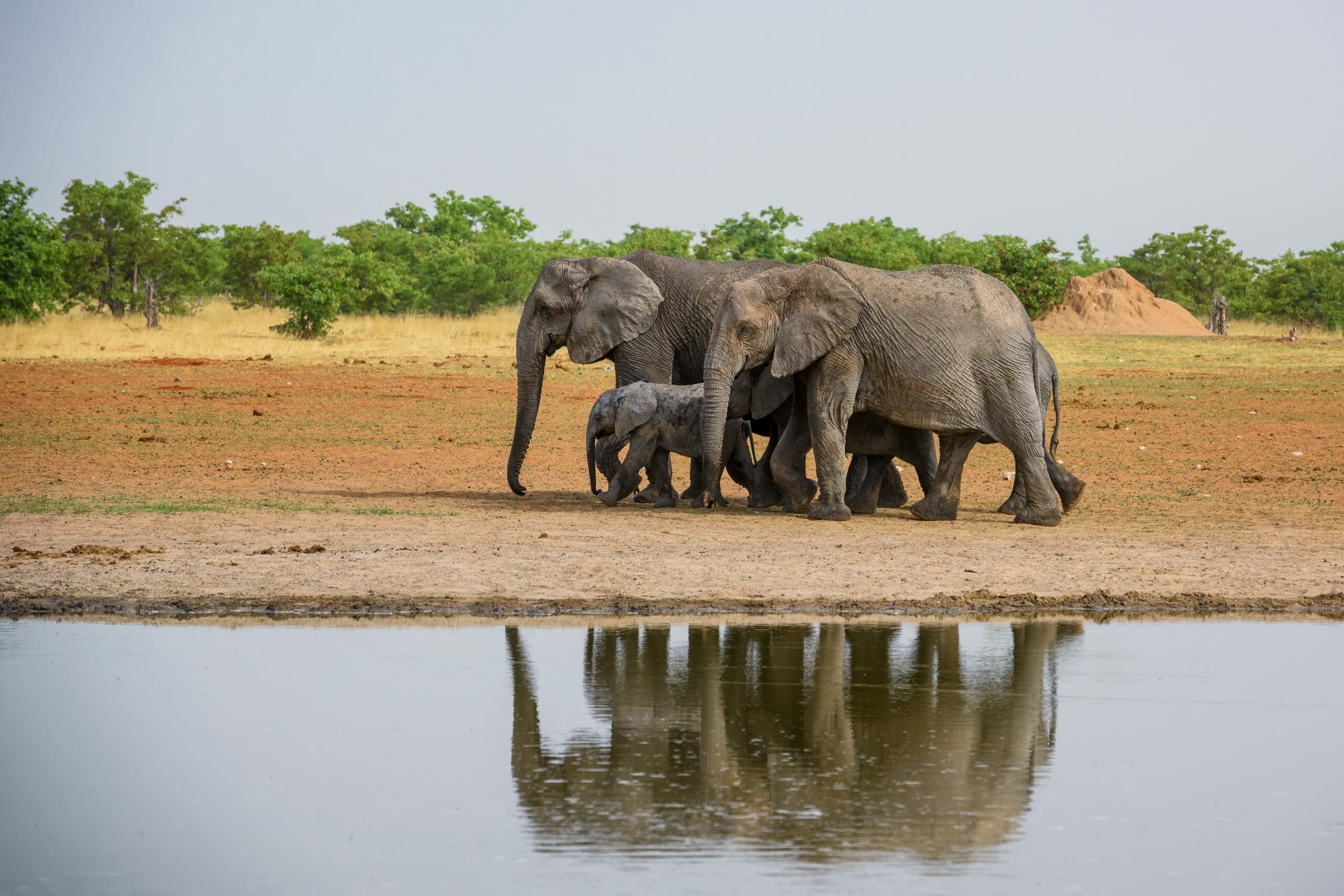 Read more about the article Cameroun: 500 elefanter dræbt på to måneder