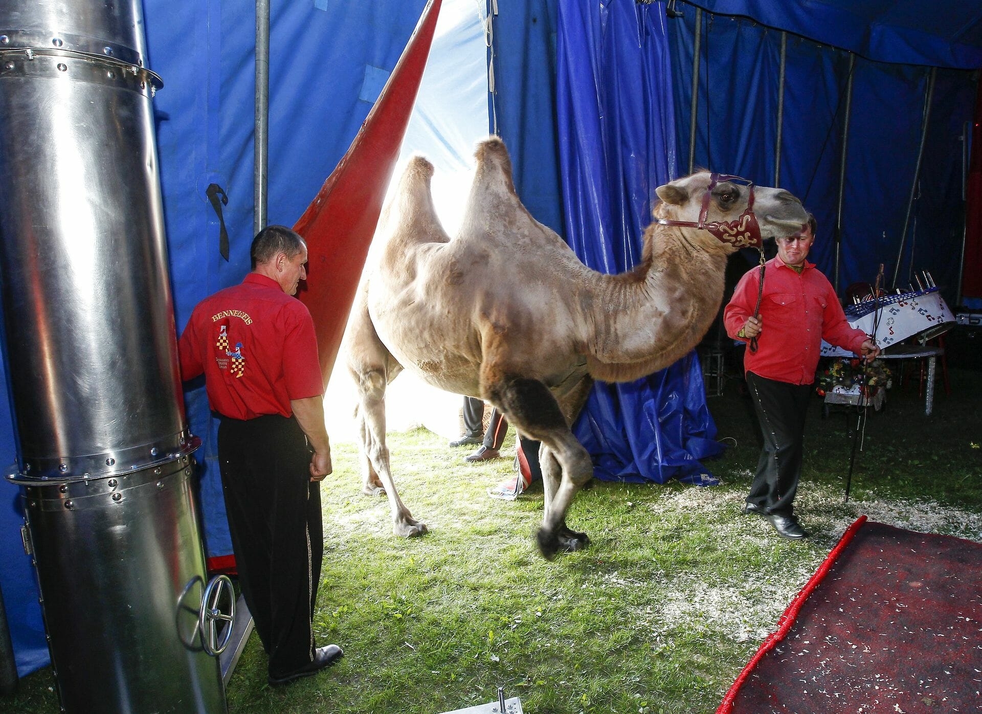 Read more about the article Benneweis: Vilde dyr hører ikke hjemme i cirkus