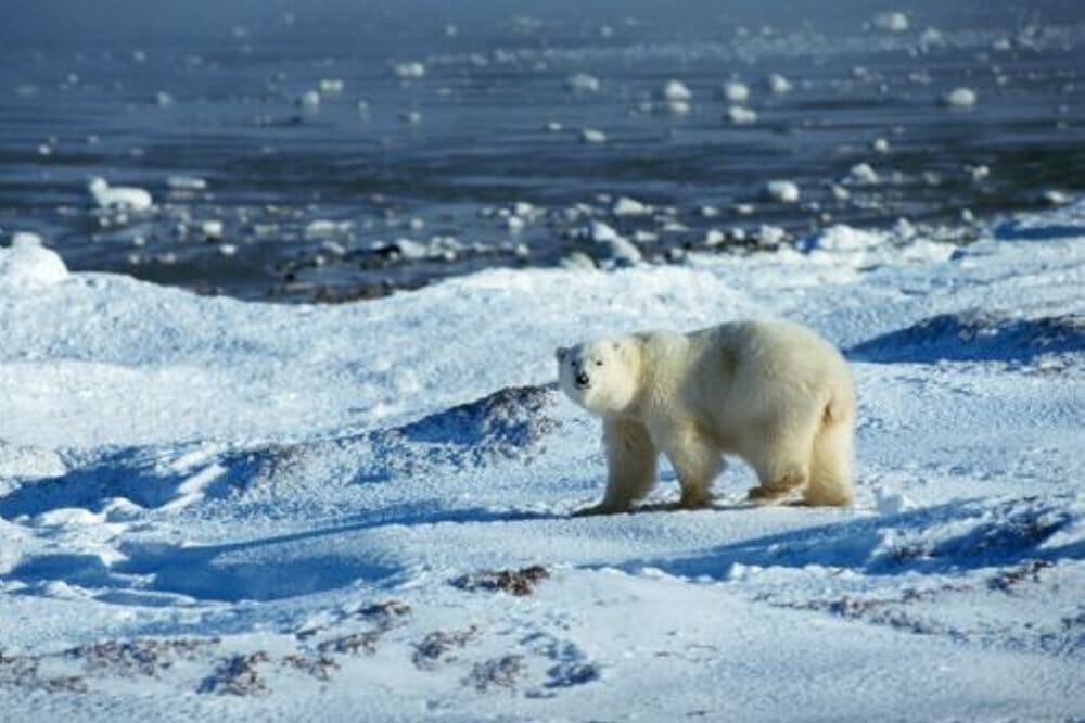 Read more about the article Døende isbjørn trækker os ud af psykologisk skjul