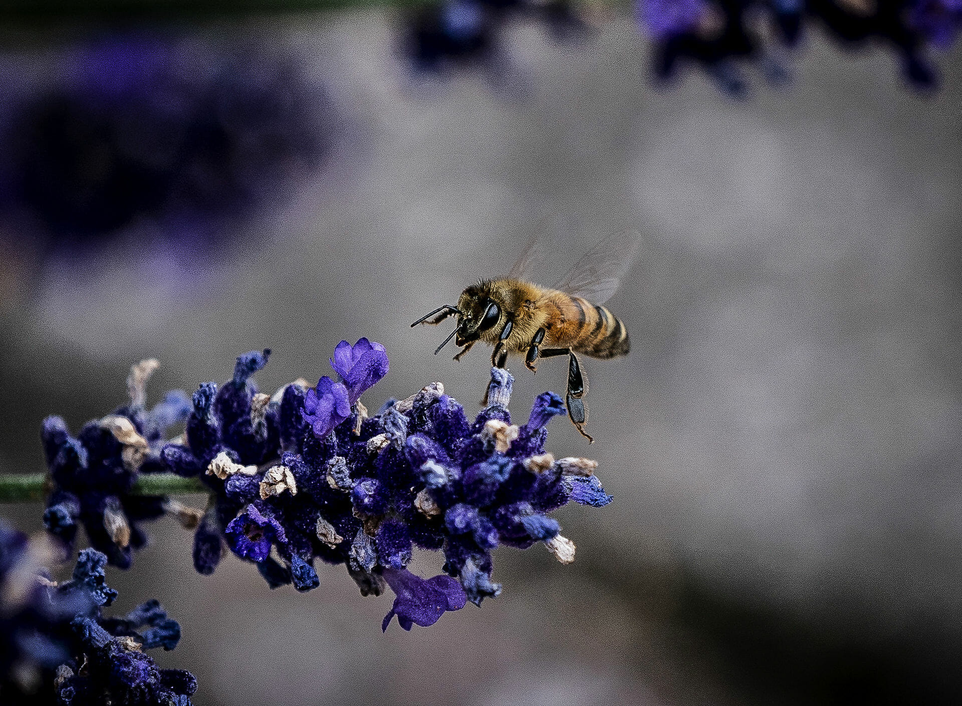 Read more about the article EU afgør biernes fremtid