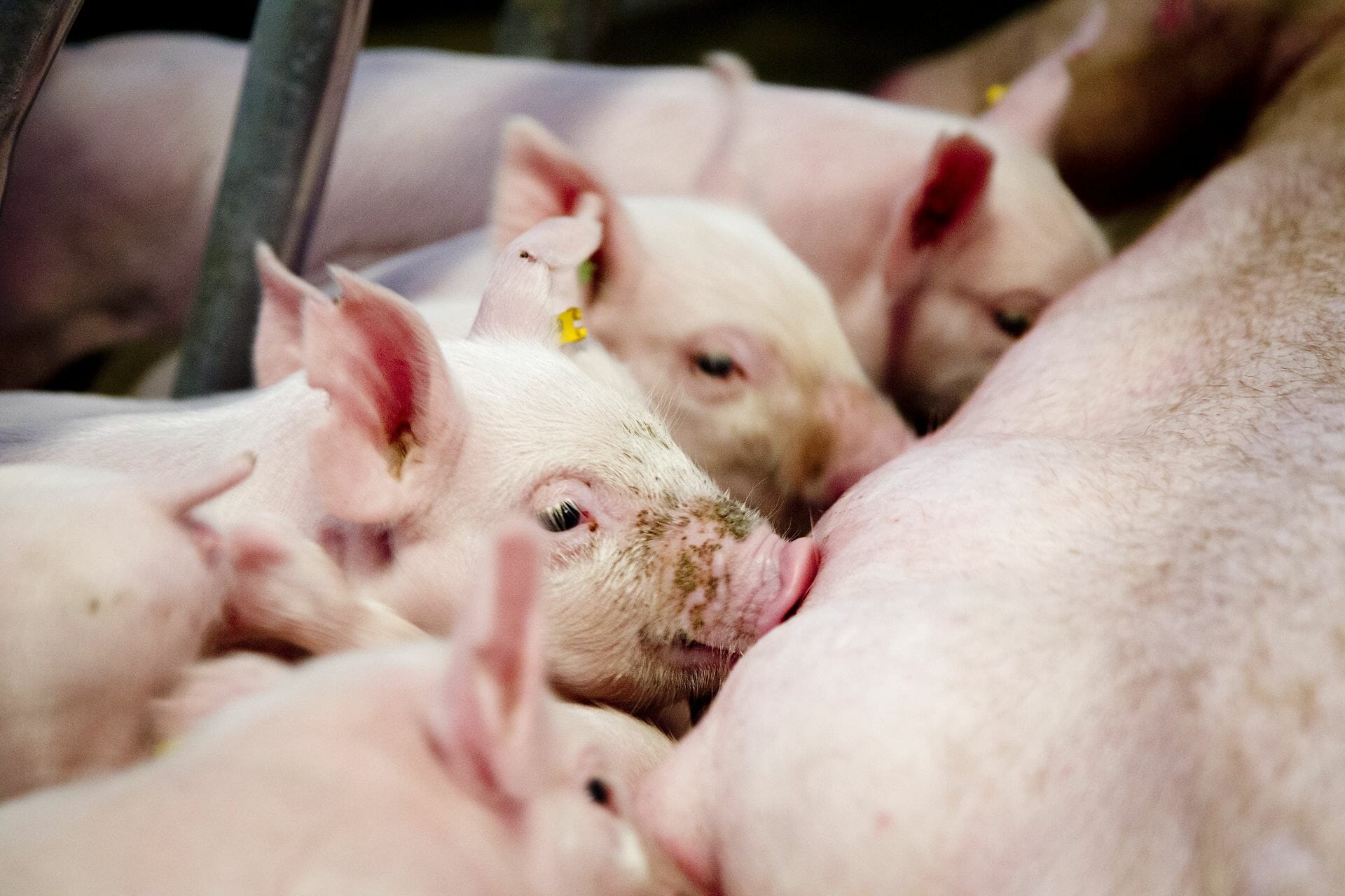 Read more about the article Landmænd når ikke mål om medicin til svin