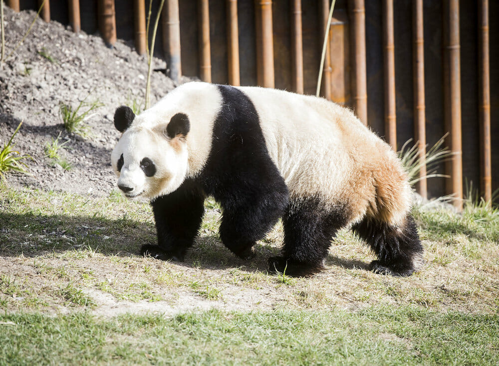 Read more about the article Kina fik Københavns Zoo til at fjerne Taiwan fra verdenskort