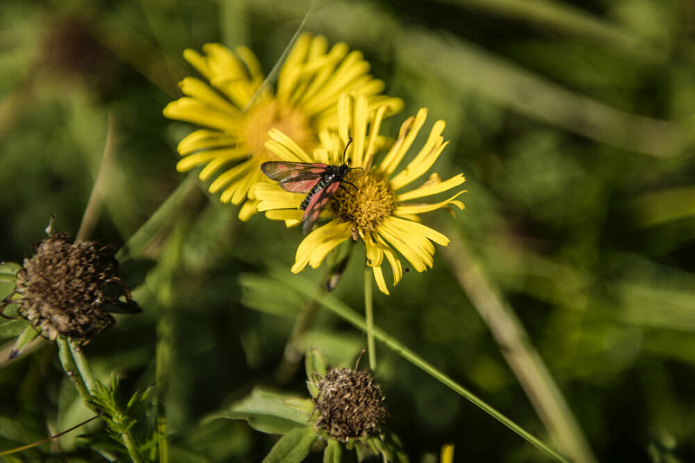 Read more about the article Hvad sker der, hvis insekterne forsvinder?