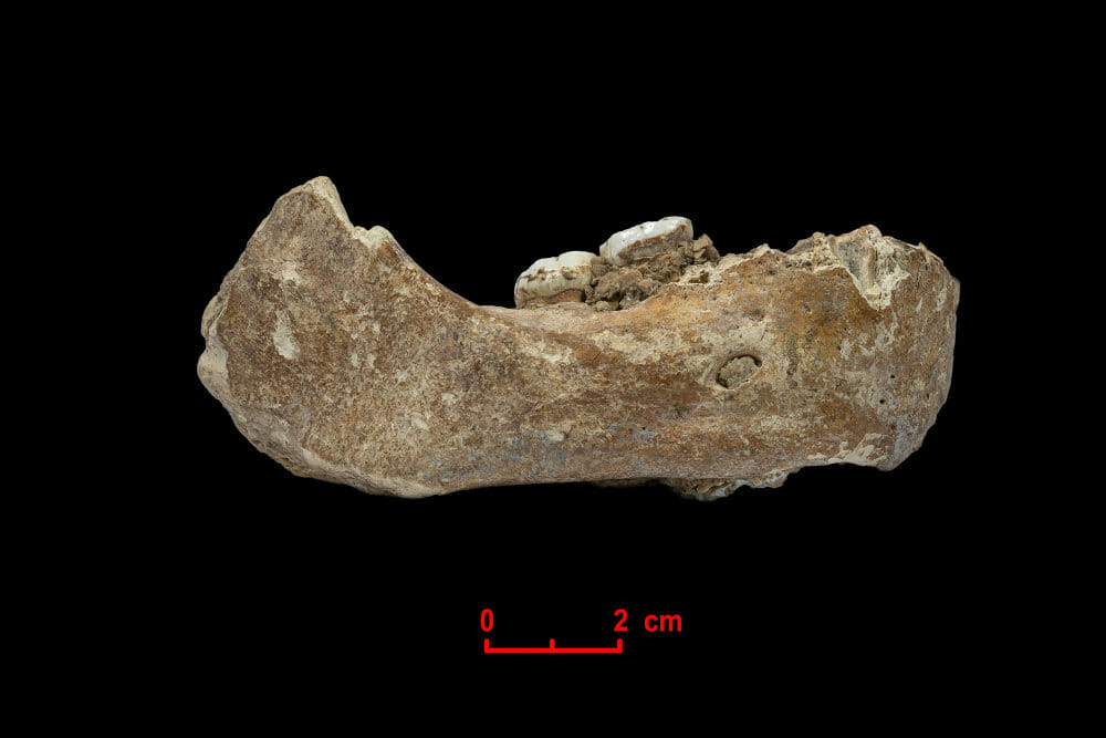 Read more about the article Forskere opdager 160.000 år gamle rester af menneskelignende væsen