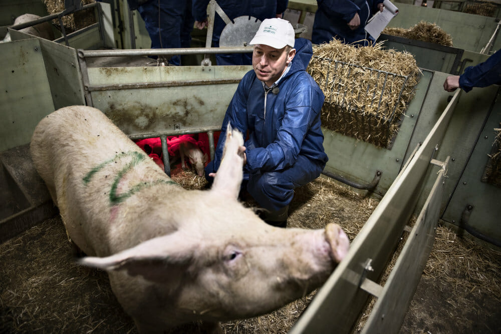 Read more about the article 65.000 danskere kræver at dyr kommer ud af deres bur