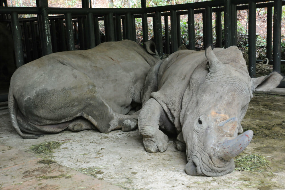 Read more about the article Kina tillader igen salg af truede næsehorn og tigre