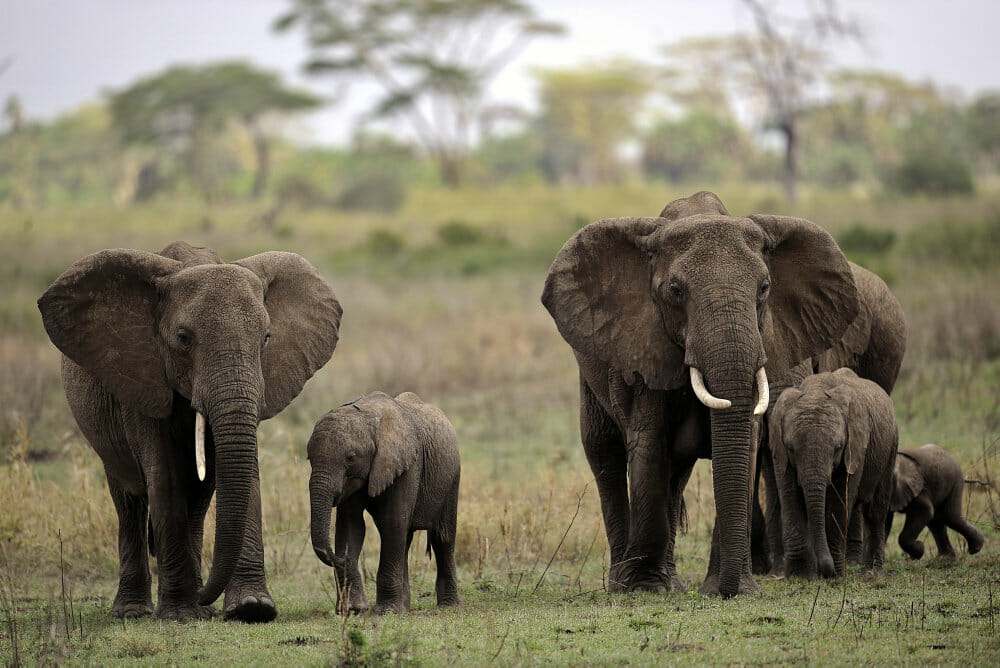 Read more about the article Tanzania nedkæmper krybskytter og får flere elefanter
