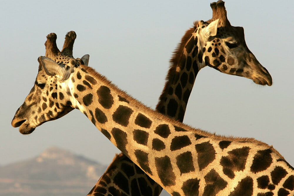 Read more about the article Krybskytter dræber sjælden hvid giraf og dens kalv