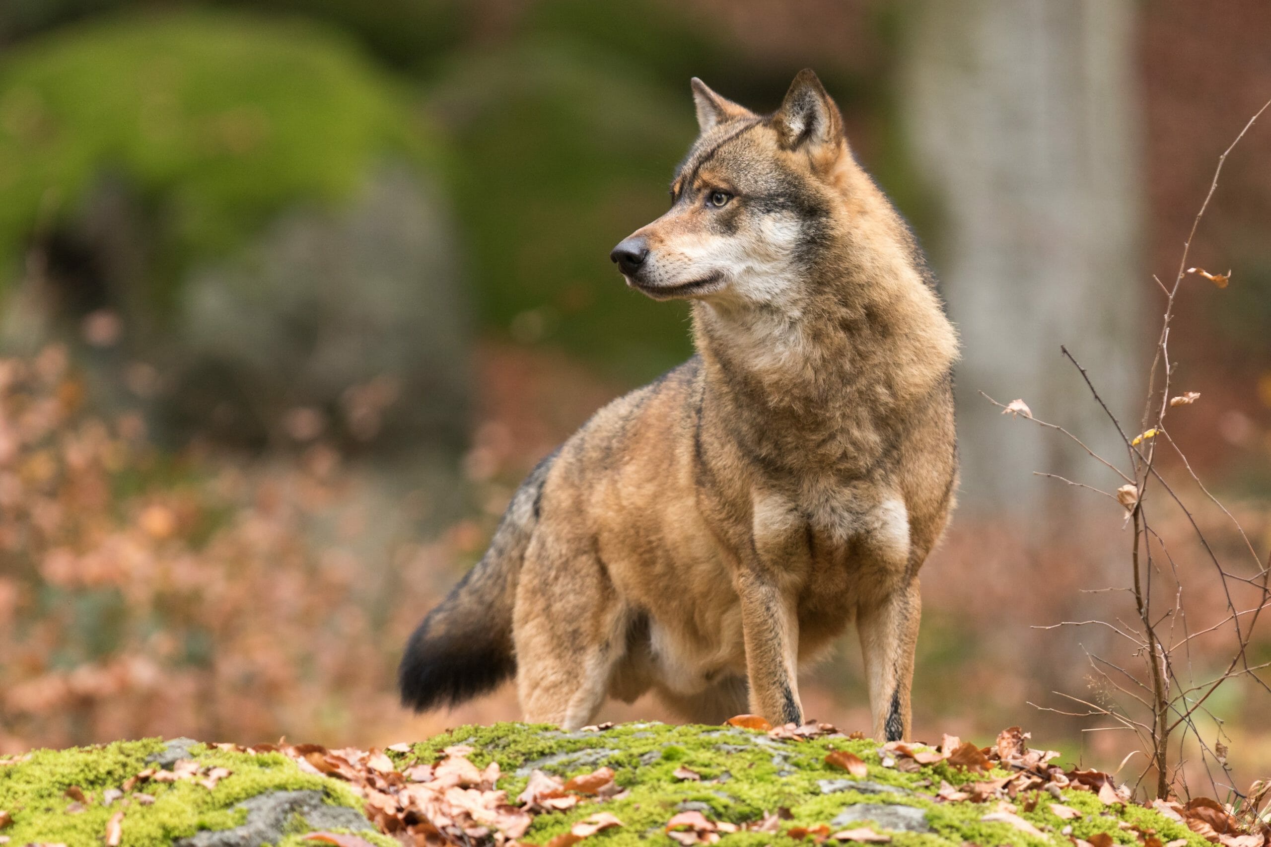 Read more about the article Mistanke om illegal jagt: Ni ud af 24 ulve sporløst forsvundet siden 2012