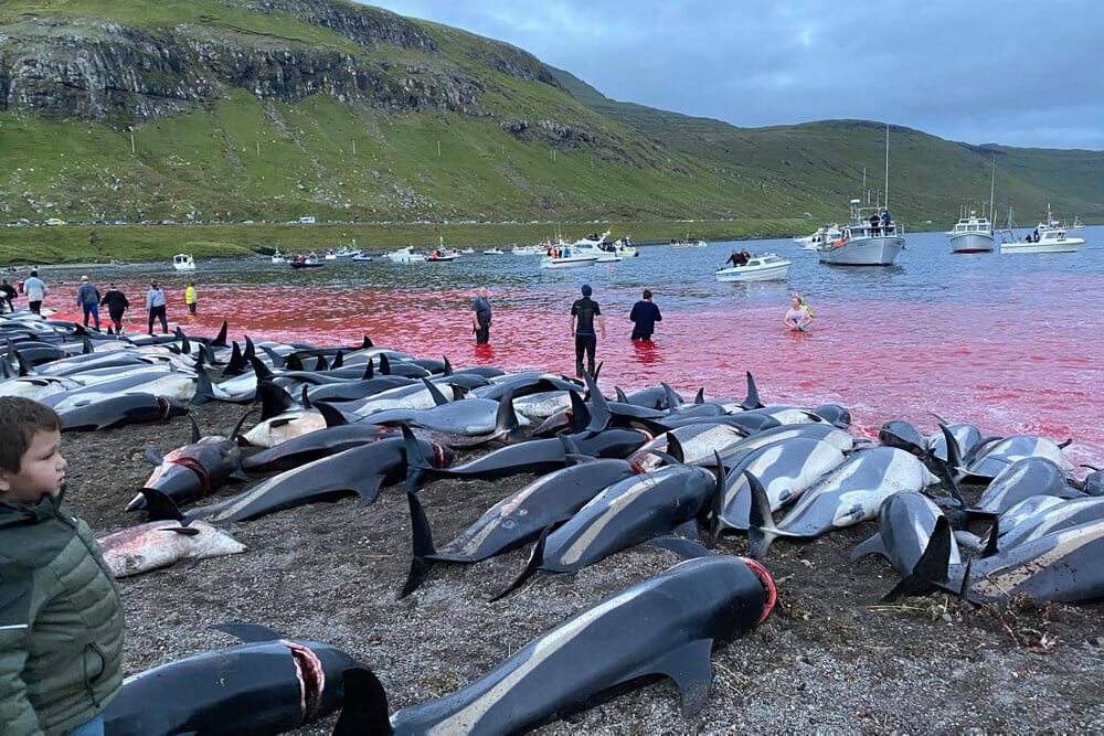 Read more about the article Over 1400 delfiner dræbt på Færøerne i en enkelt aktion