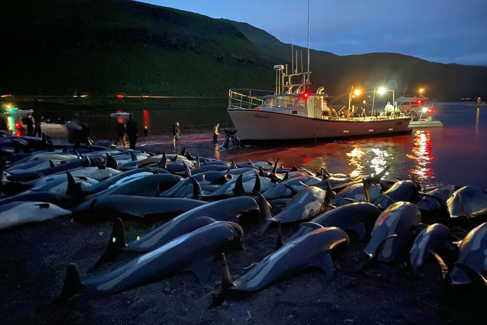 Read more about the article Færøerne vil overveje regler for delfinfangst