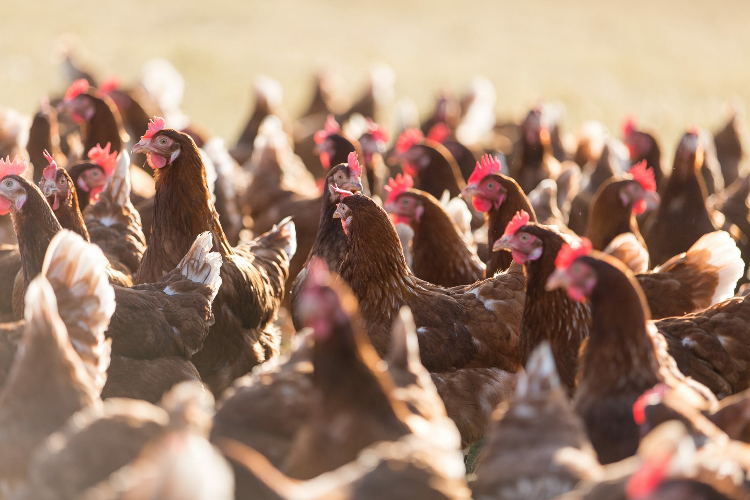Read more about the article 85 procent af alle æglæggende høns har brud på brystbenet