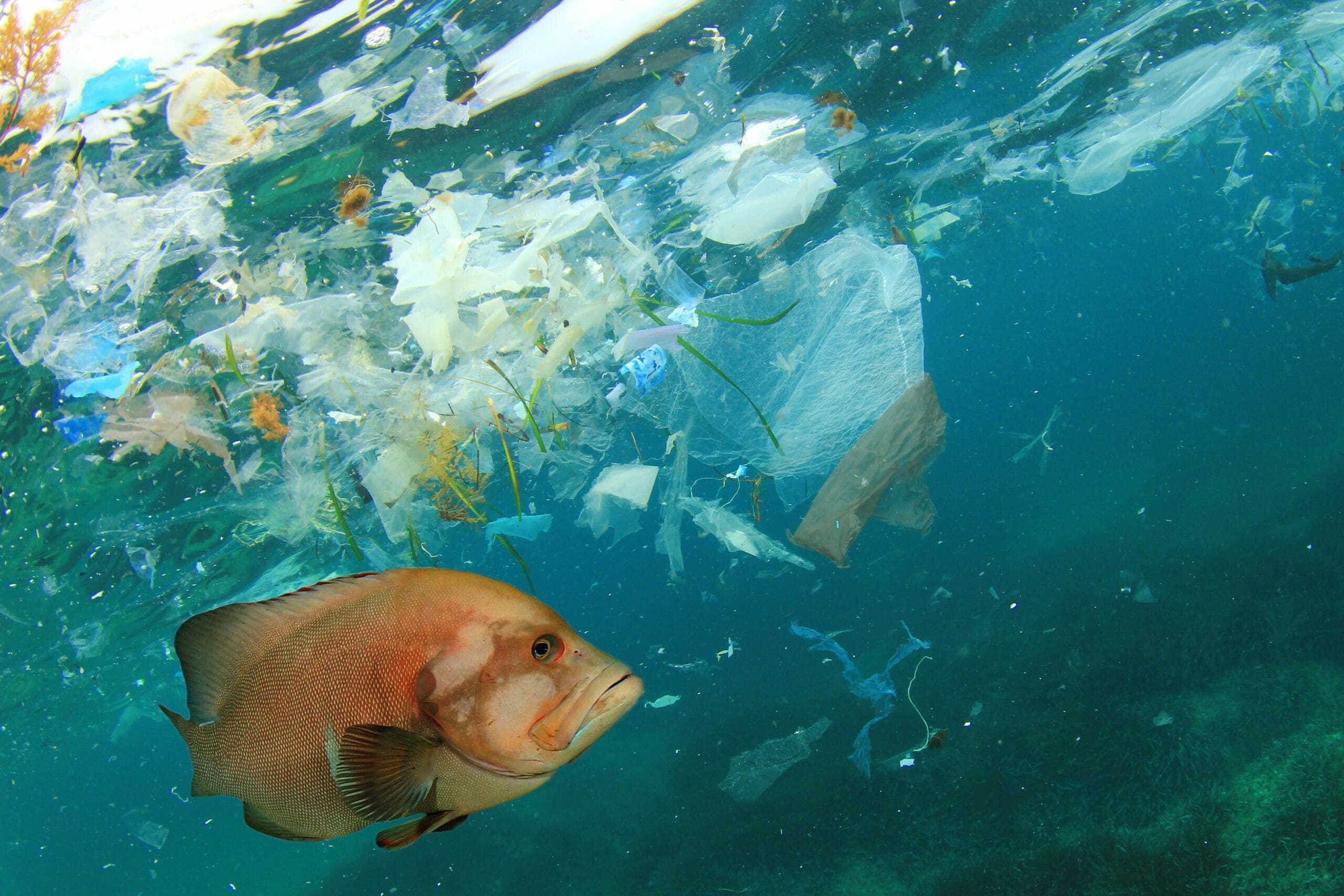 Read more about the article Ny rapport viser at USA er langt den største plastik-forurener i verden