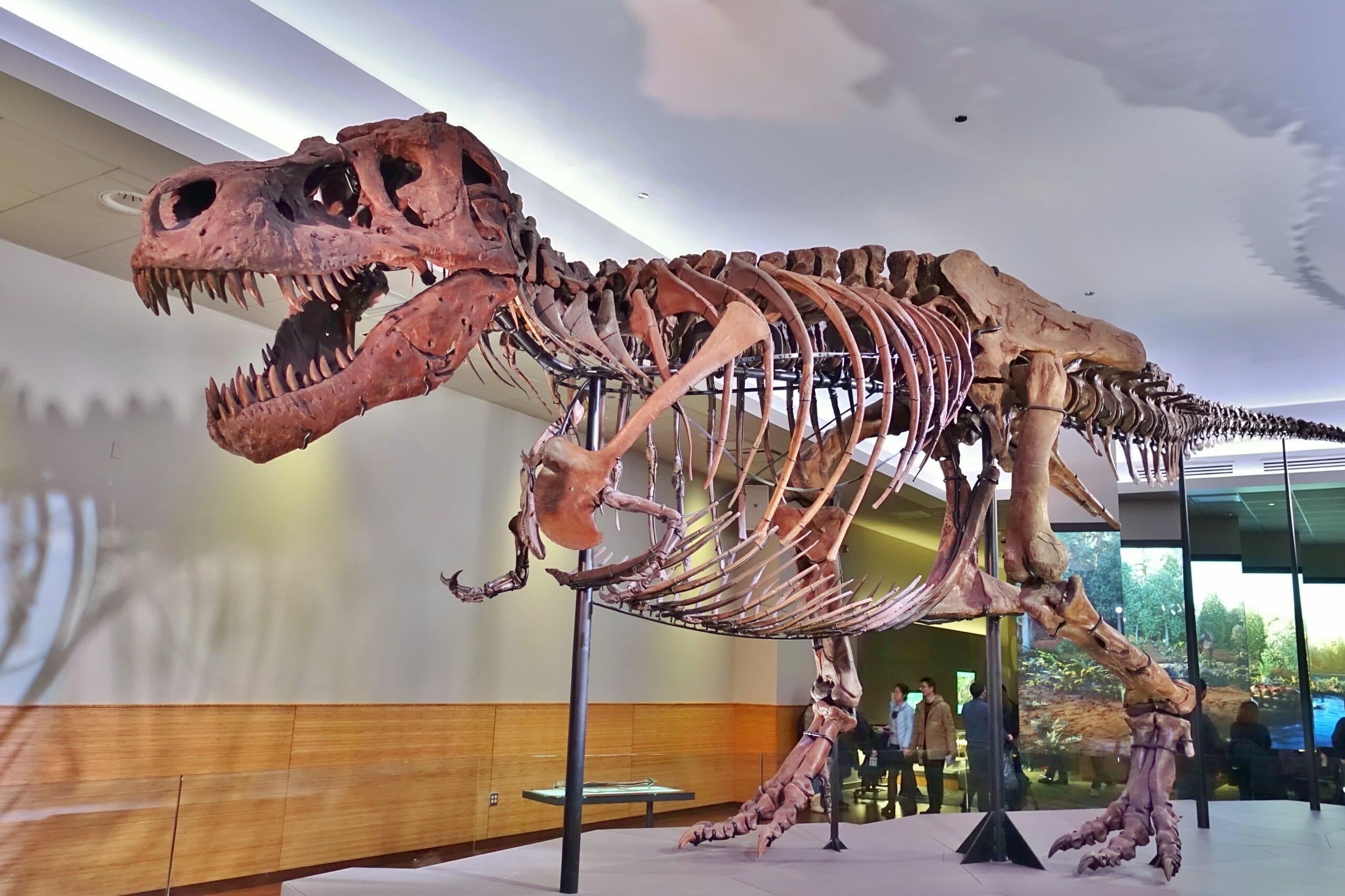 Read more about the article Dinosaurerne kunne have været i live i dag – på menneskets bekostning