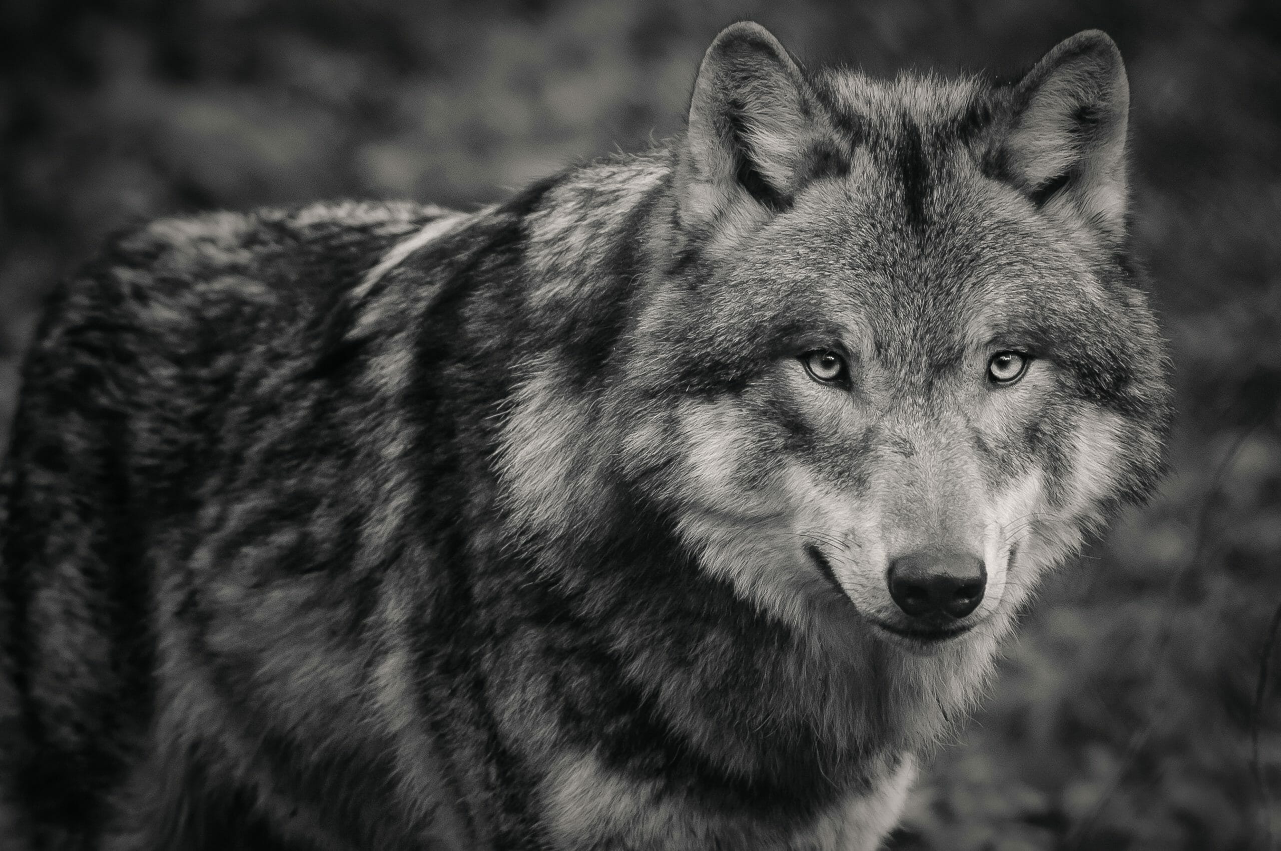 Read more about the article Tredje vestjyske ulvepar forsvundet – forsker savner naturlig forklaring