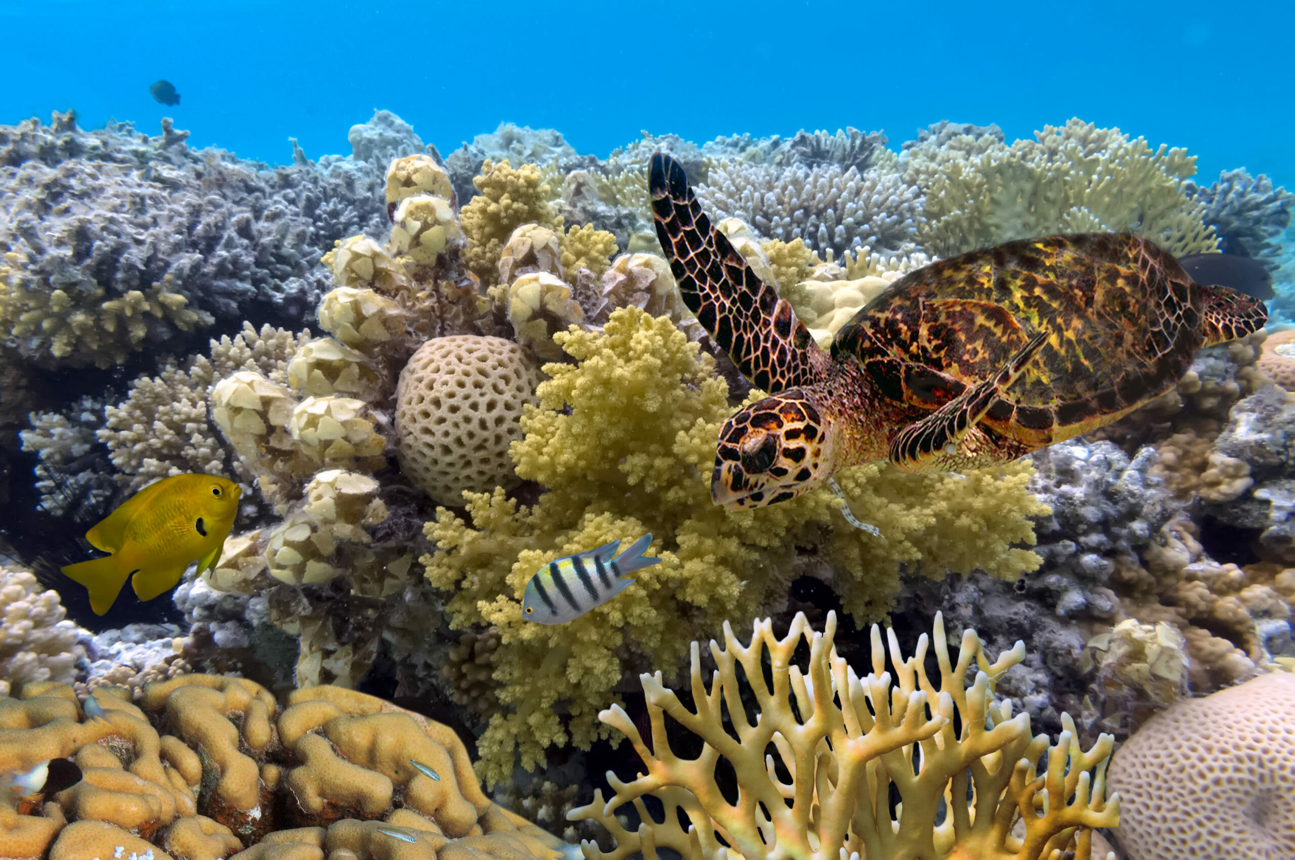 Read more about the article Dele af verdens største koralrev viser den største bedring i årtier