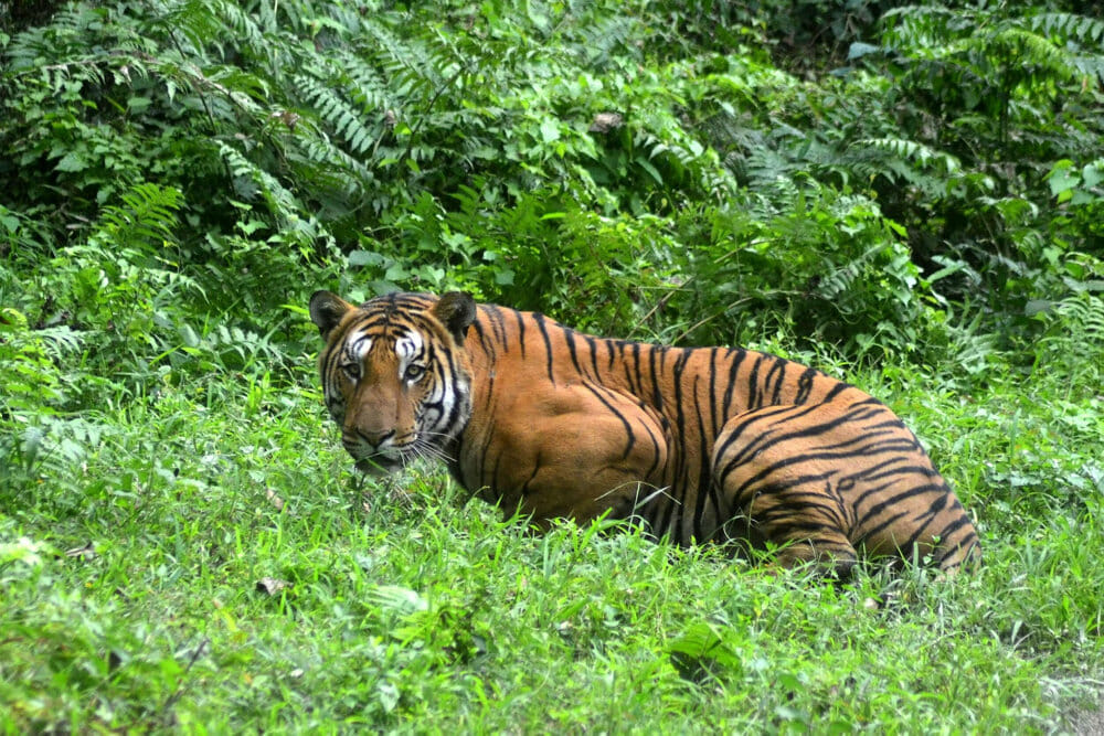Read more about the article De udryddelsestruede tigre i Indien kæmper sig tilbage