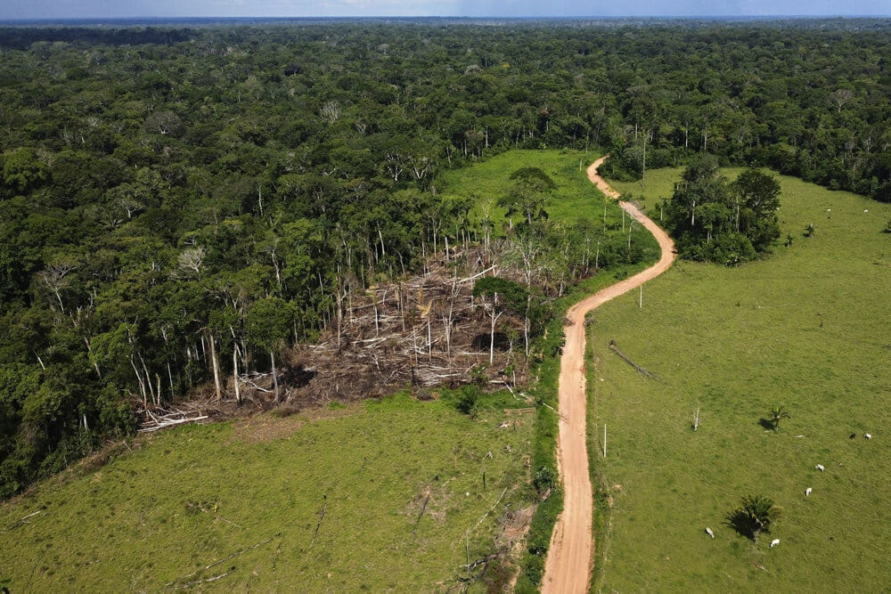 Read more about the article Brasilien går til kamp mod skovrydning i verdens lunger