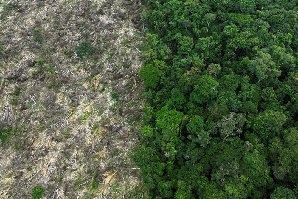 Read more about the article Afskovning i Amazonas faldt med en tredjedel i første halvdel af 2023