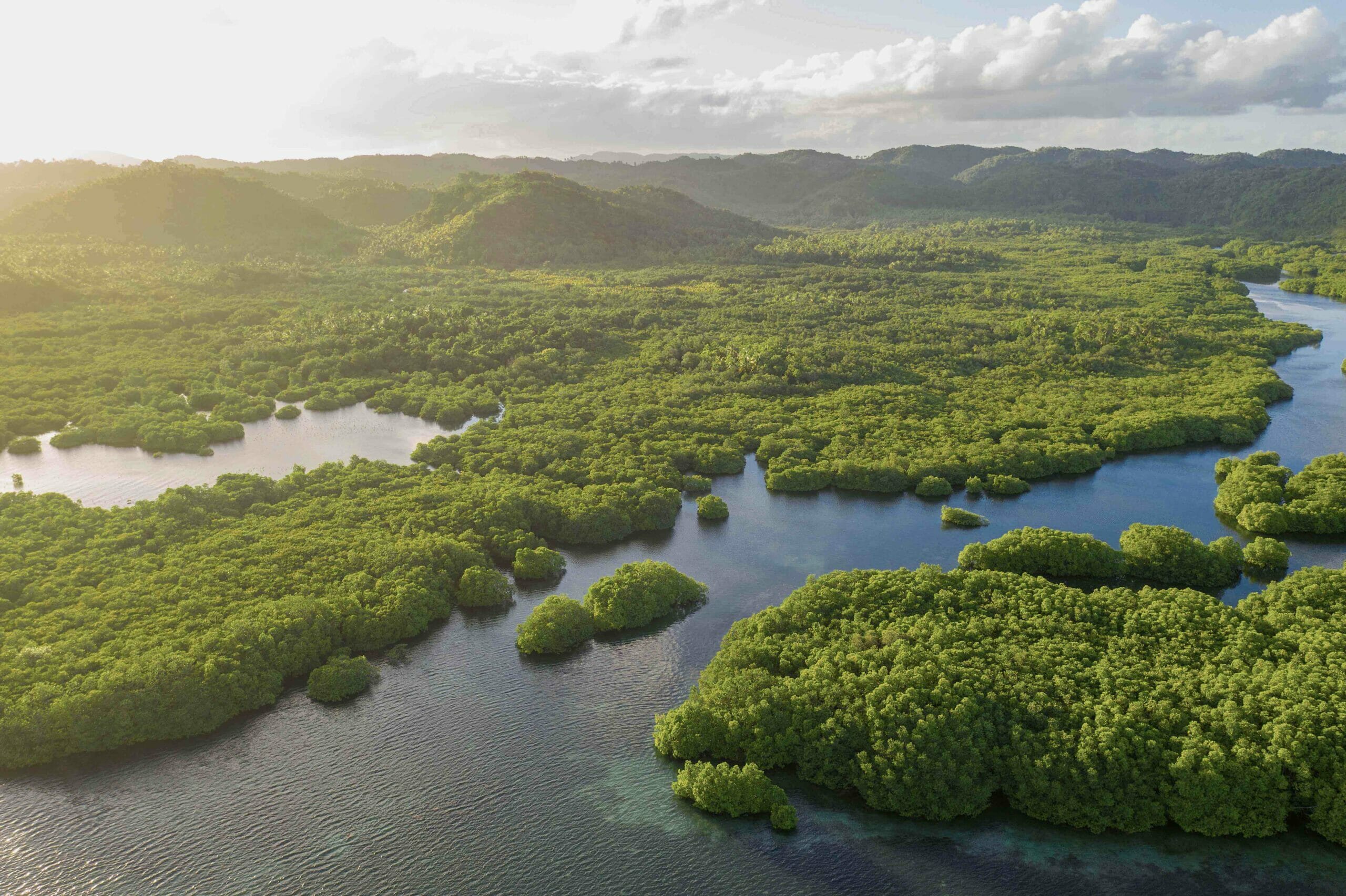 Read more about the article Regeringen giver 150 millioner til stop af skovrydning i Amazonas