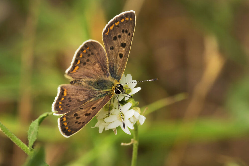 Read more about the article Sjældne sommerfugle forsvinder fra den danske natur