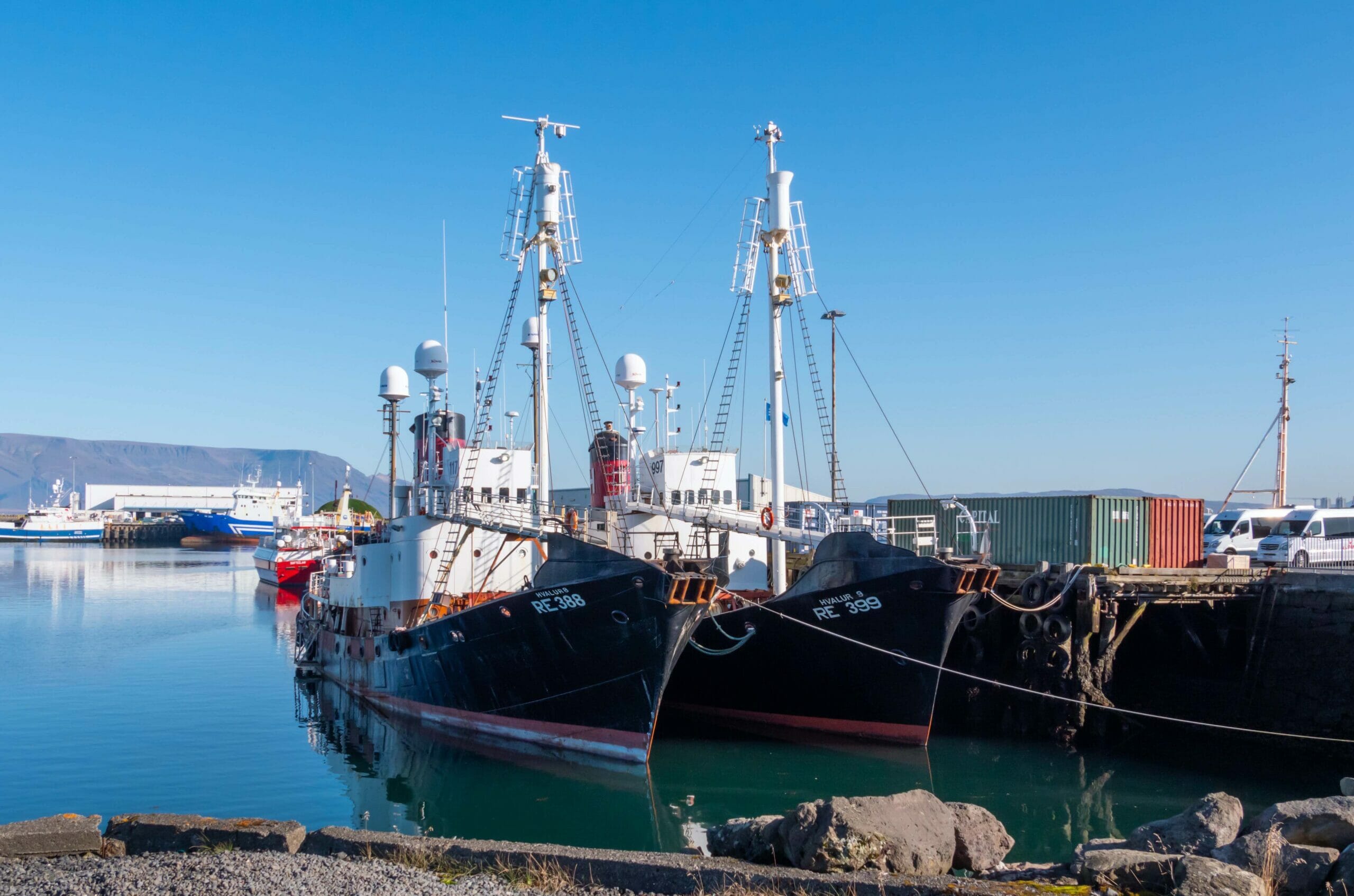 Read more about the article Island genoptager hvalfangst trods modstand fra organisationer