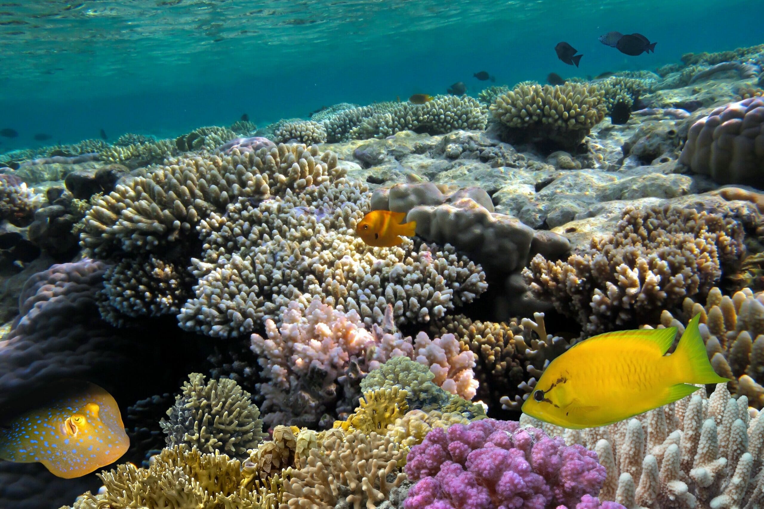 Read more about the article Lande vil rejse milliardbeløb for at beskytte verdens koralrev