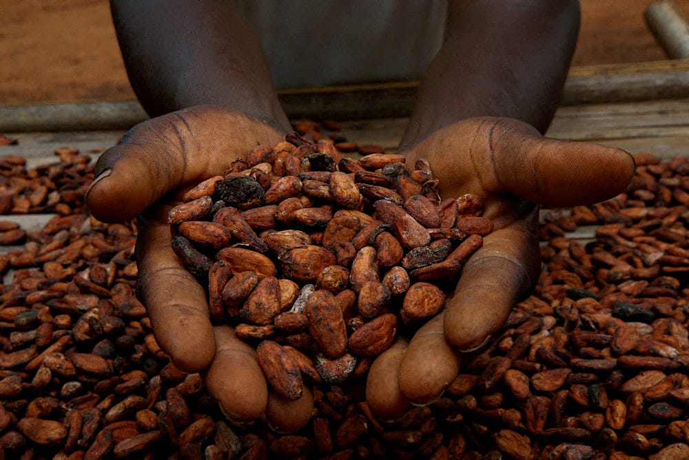 Read more about the article Svigtende høst og stigende kakaopriser gør chokoladen dyrere