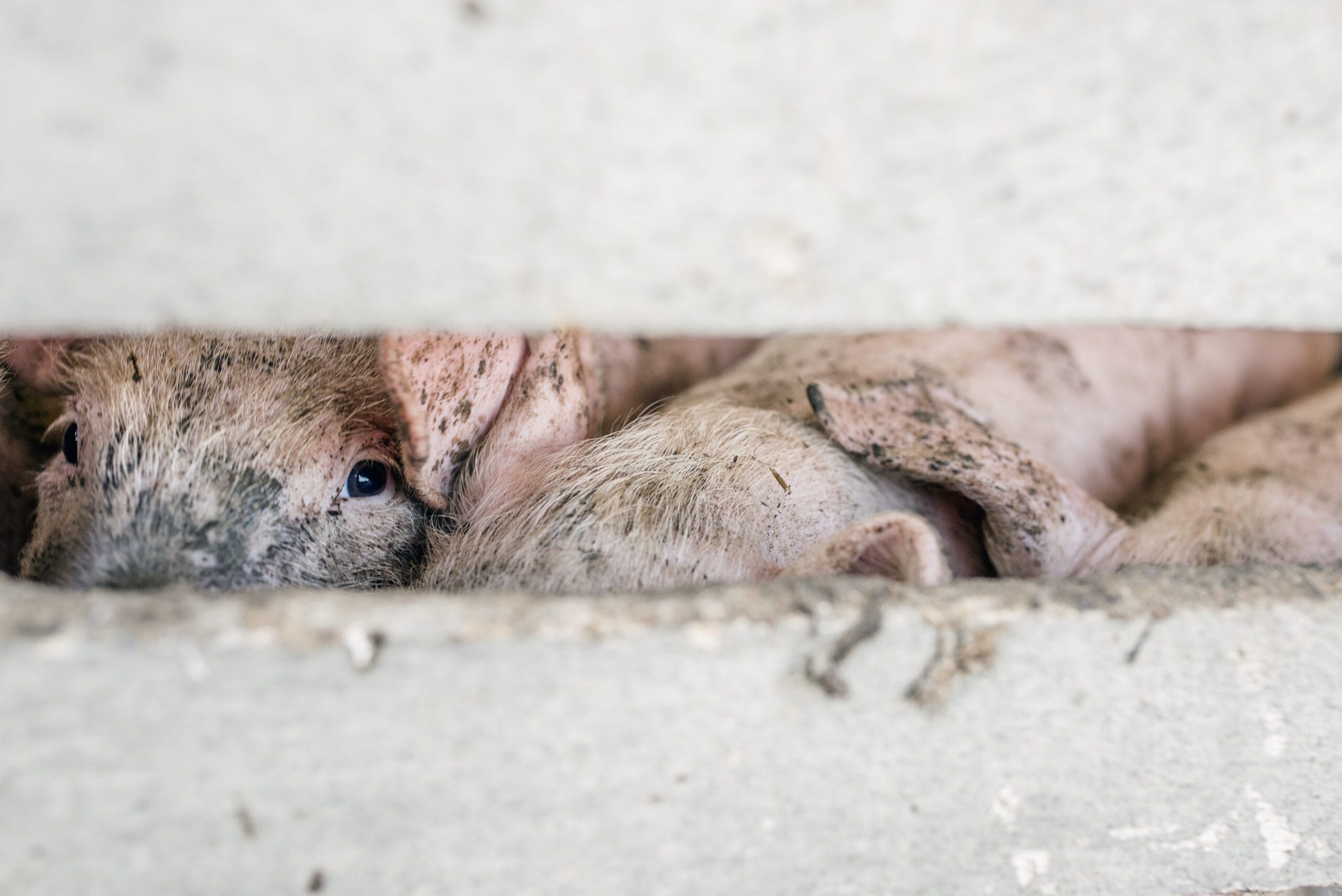 Read more about the article Dyreetisk råd ser kun få forbedringer af svinevelfærd