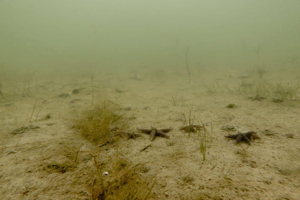 Read more about the article Vandmiljøet omkring Danmark trues af nyt rekordhøjt iltsvind